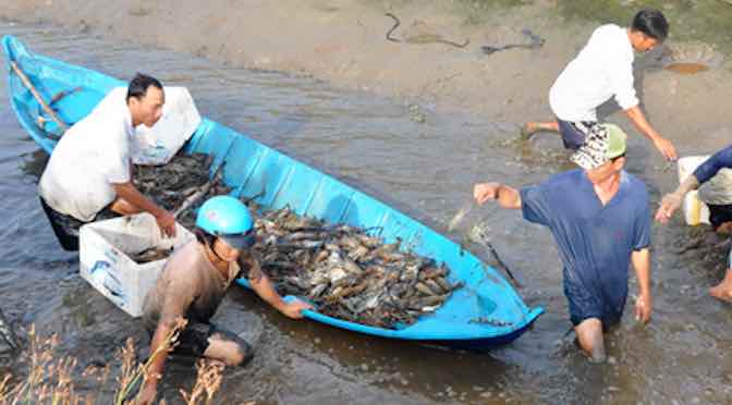 Tôm – lúa: Mô hình canh tác của tương lai