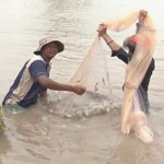 Lợi ích khi nuôi cá rô phi ghép với tôm nước lợ