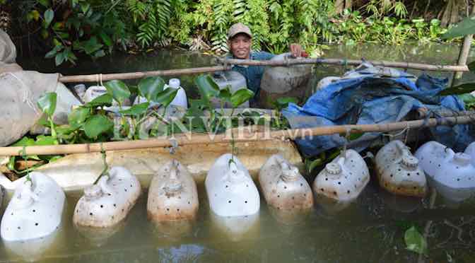 Nuôi lươn đồng trong can nhựa – mô hình “độc” nhất miền Tây