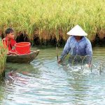 Hiểu thêm về tôm càng xanh khi nuôi trên ruộng lúa