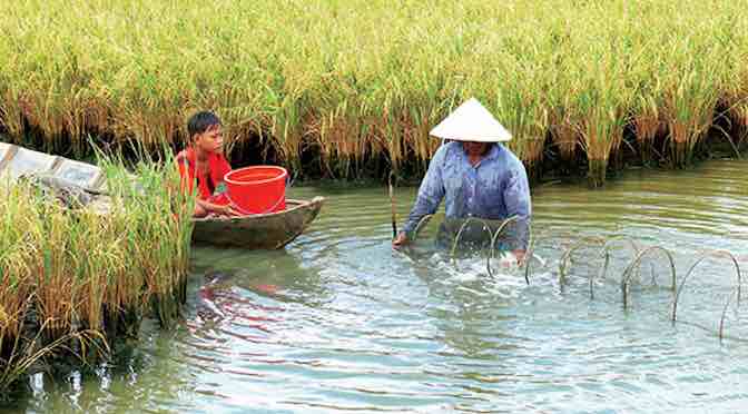 Hiểu thêm về tôm càng xanh khi nuôi trên ruộng lúa