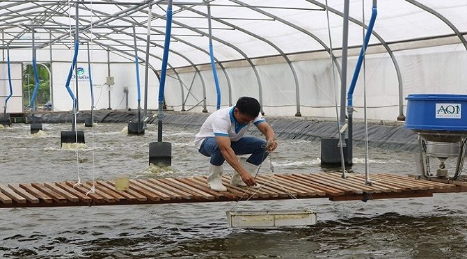 Nuôi tôm siêu thâm canh công nghệ cao