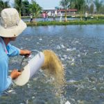 Phòng bệnh cho cá trong thời điểm giao mùa