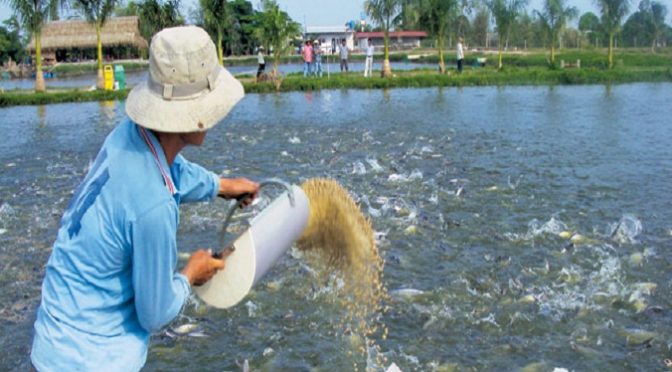 Phòng bệnh cho cá trong thời điểm giao mùa