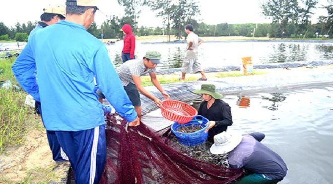 Dùng chế phẩm sinh học cho tôm: Hướng phát triển bền vững