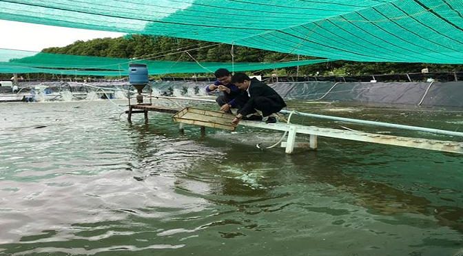 Mô hình nuôi tôm Việt – Úc siêu tiết kiệm, siêu lợi nhuận