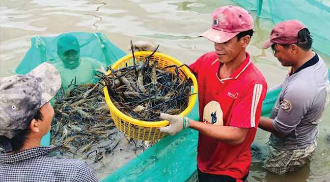 Tôm càng xanh: Hiểu để thành công